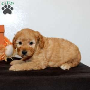 Patrick, Mini Goldendoodle Puppy